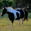 avatar for CowsLookLikeMaps