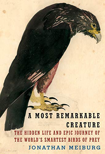 Jonathan Meiburg: A Most Remarkable Creature (Hardcover, Knopf)